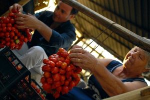 Pomodorino del Piennolo del Vesuvio DOP