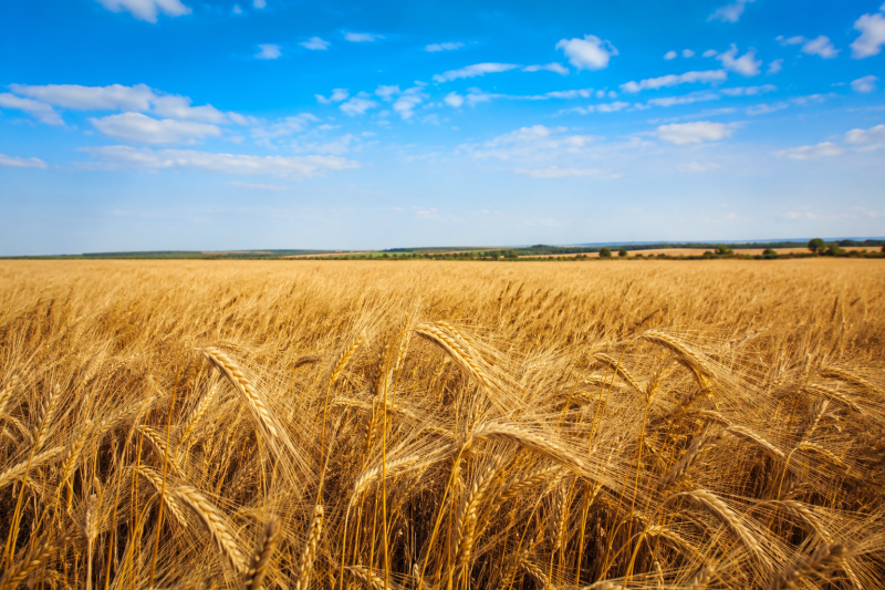 Agugiaro & Figna diventa B Corp: primo mulino di grano tenero certificato in Europa