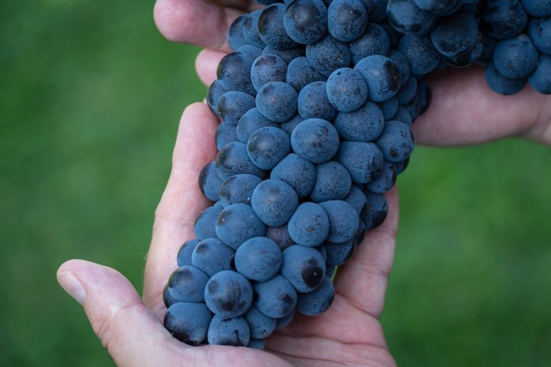Il controcanto del Barolo: Verduno Pelaverga, il rosso delle Langhe da scoprire