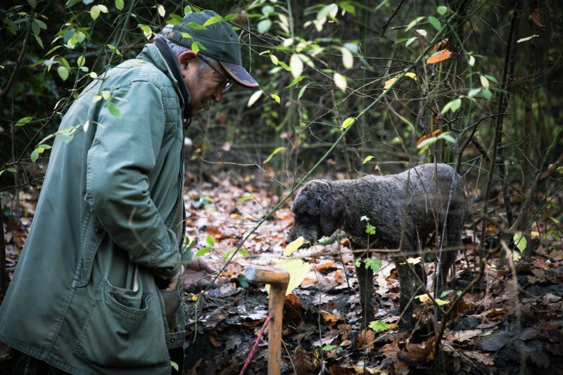 Tartufo e siccità: cosa cambia nella filiera dalla raccolta alla ristorazione