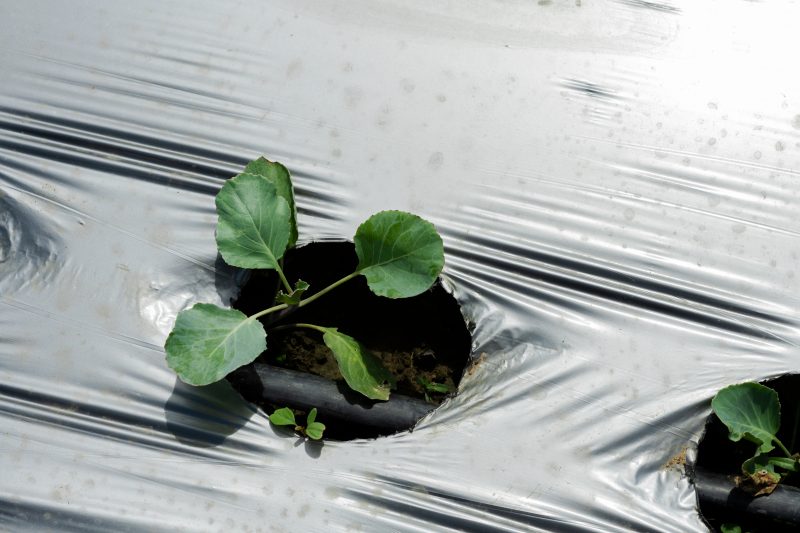 Film agricoli in polietilene: innovazione, mercati e opportunità